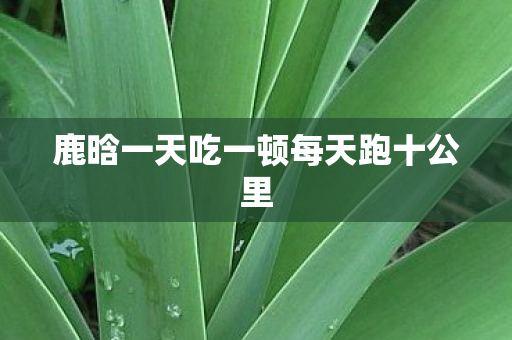 鹿晗一天吃一顿每天跑十公里