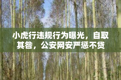 小虎行违规行为曝光，自取其咎，公安网安严惩不贷
