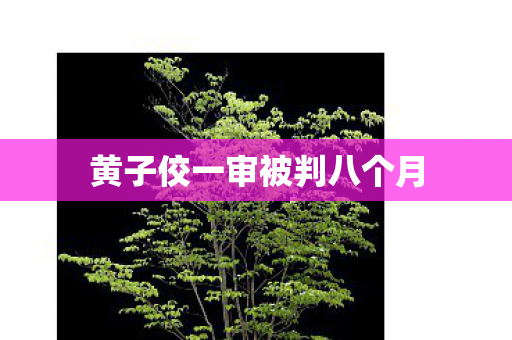 黄子佼一审被判八个月