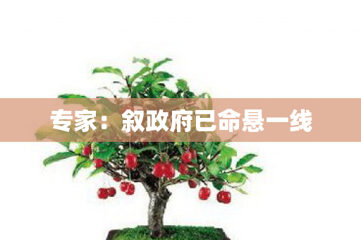 专家：叙政府已命悬一线