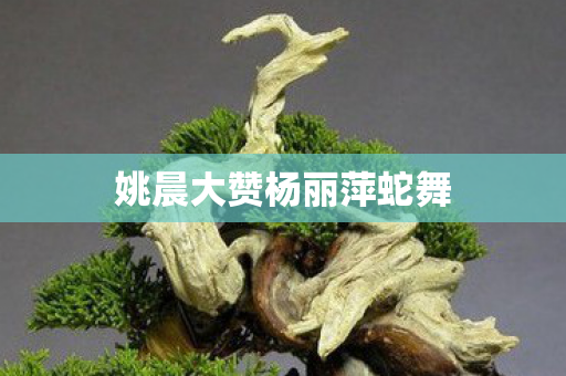 姚晨大赞杨丽萍蛇舞