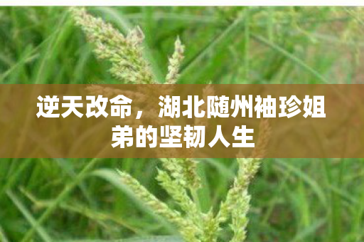 逆天改命，湖北随州袖珍姐弟的坚韧人生