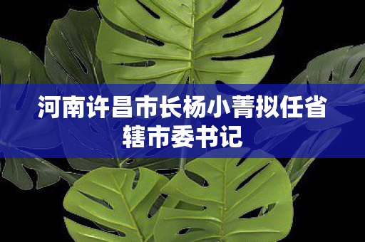 河南许昌市长杨小菁拟任省辖市委书记