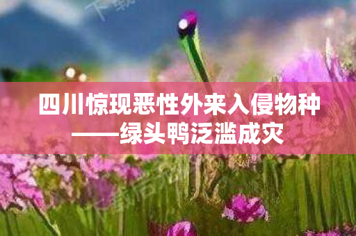 四川惊现恶性外来入侵物种——绿头鸭泛滥成灾