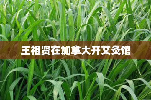 王祖贤在加拿大开艾灸馆