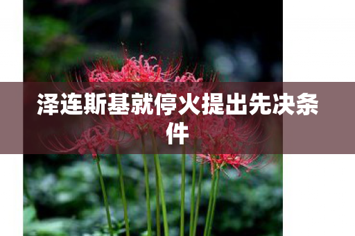 泽连斯基就停火提出先决条件