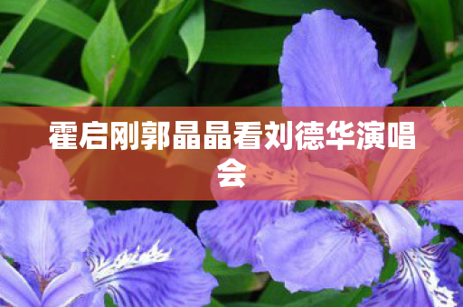 霍启刚郭晶晶看刘德华演唱会