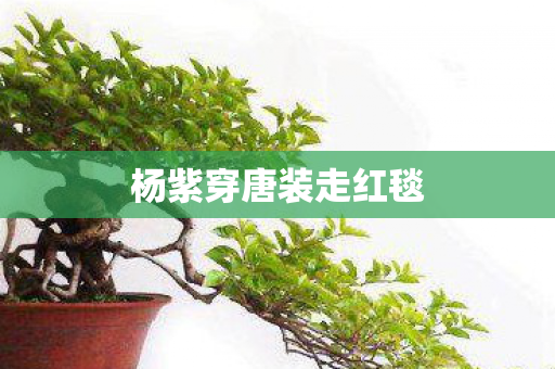 杨紫穿唐装走红毯