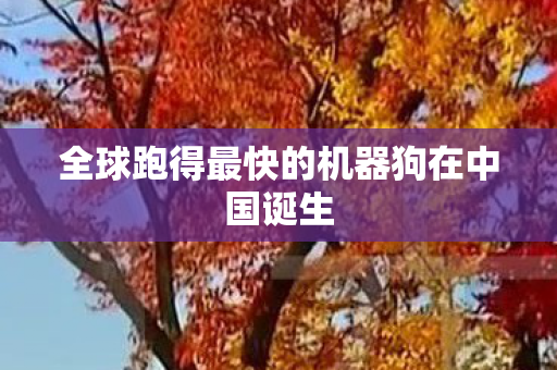 全球跑得最快的机器狗在中国诞生