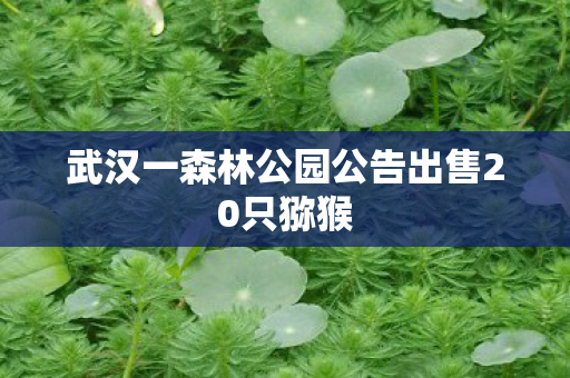 武汉一森林公园公告出售20只猕猴