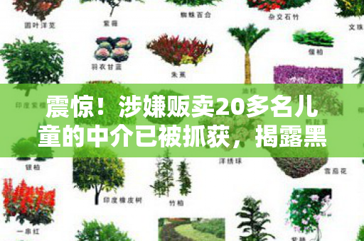 震惊！涉嫌贩卖20多名儿童的中介已被抓获，揭露黑幕，守护孩子安全