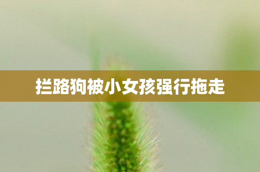 拦路狗被小女孩强行拖走