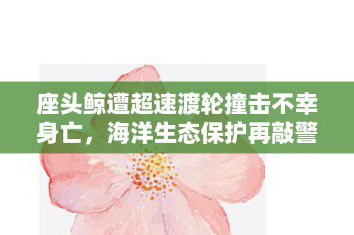 座头鲸遭超速渡轮撞击不幸身亡，海洋生态保护再敲警钟
