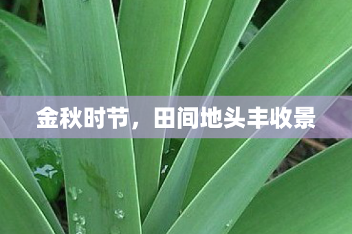 金秋时节，田间地头丰收景