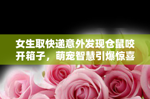 女生取快递意外发现仓鼠咬开箱子，萌宠智慧引爆惊喜时刻
