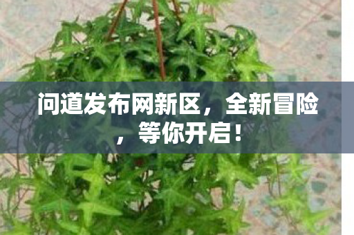 问道发布网新区，全新冒险，等你开启！