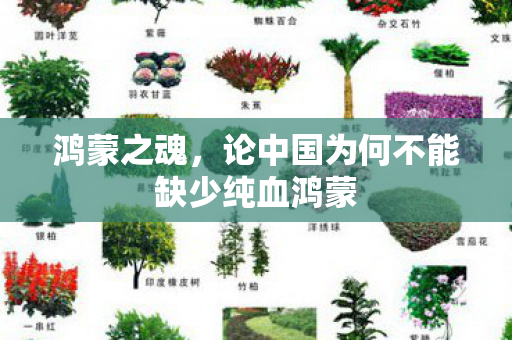 鸿蒙之魂，论中国为何不能缺少纯血鸿蒙