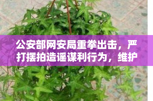 公安部网安局重拳出击，严打摆拍造谣谋利行为，维护网络环境秩序