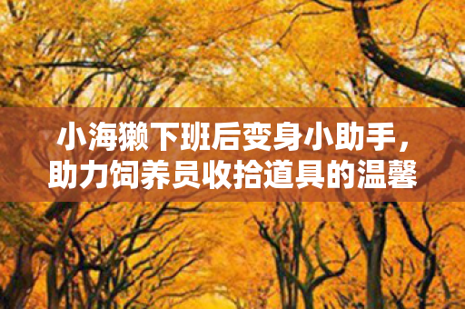 小海獭下班后变身小助手，助力饲养员收拾道具的温馨故事