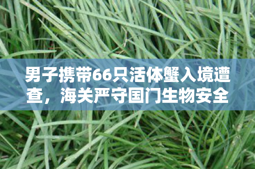 男子携带66只活体蟹入境遭查，海关严守国门生物安全防线