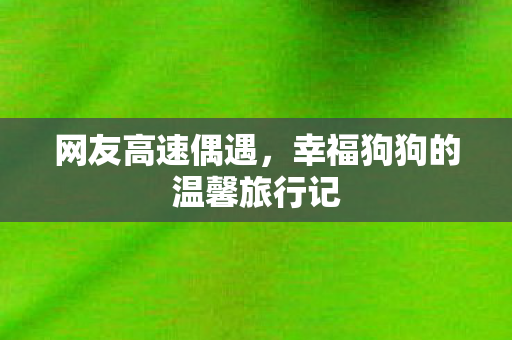 网友高速偶遇，幸福狗狗的温馨旅行记