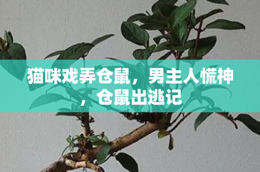 猫咪戏弄仓鼠，男主人慌神，仓鼠出逃记