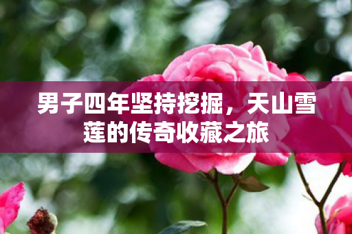 男子四年坚持挖掘，天山雪莲的传奇收藏之旅