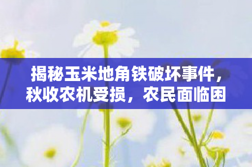 揭秘玉米地角铁破坏事件，秋收农机受损，农民面临困境