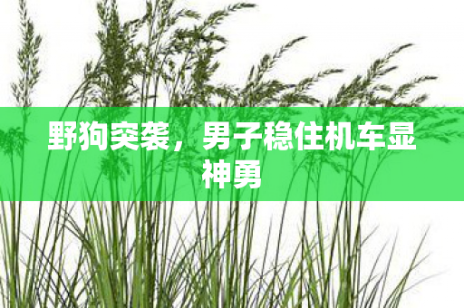 野狗突袭，男子稳住机车显神勇