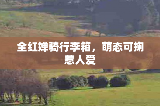 全红婵骑行李箱，萌态可掬惹人爱