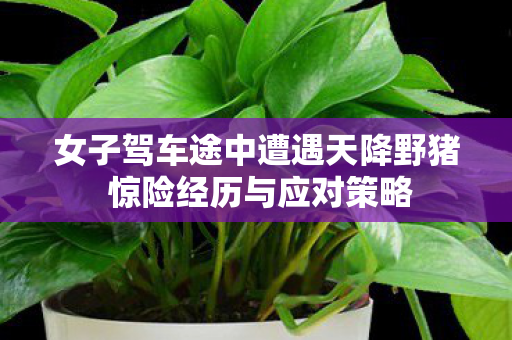 女子驾车途中遭遇天降野猪 惊险经历与应对策略