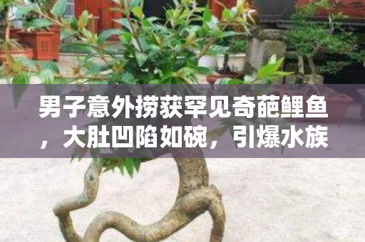 男子意外捞获罕见奇葩鲤鱼，大肚凹陷如碗，引爆水族界热议