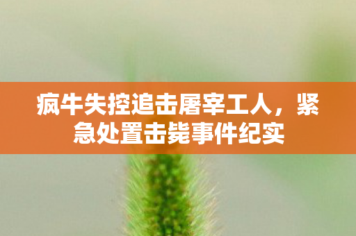 疯牛失控追击屠宰工人，紧急处置击毙事件纪实