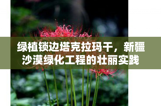 绿植锁边塔克拉玛干，新疆沙漠绿化工程的壮丽实践
