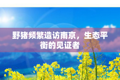 野猪频繁造访南京，生态平衡的见证者