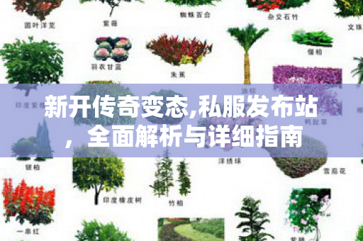新开传奇变态,私服发布站，全面解析与详细指南
