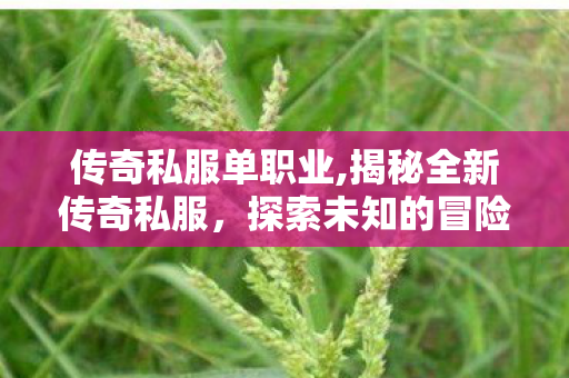 传奇私服单职业,揭秘全新传奇私服，探索未知的冒险世界
