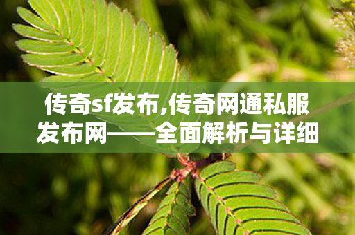 传奇sf发布,传奇网通私服发布网——全面解析与详细介绍