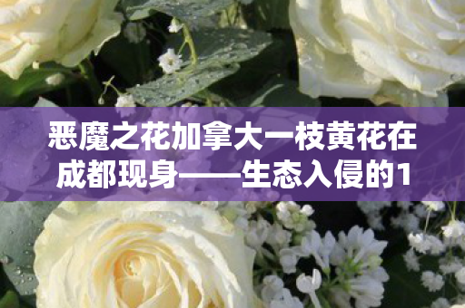 恶魔之花加拿大一枝黄花在成都现身——生态入侵的1与应对策略