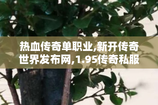 热血传奇单职业,新开传奇世界发布网,1.95传奇私服发布网，游戏私服发布平台全面解析