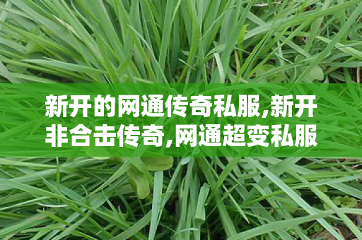 新开的网通传奇私服,新开非合击传奇,网通超变私服，全面解析与注意事项
