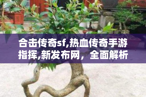 合击传奇sf,热血传奇手游指挥,新发布网，全面解析与深度应用指南