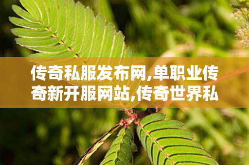 传奇私服发布网,单职业传奇新开服网站,传奇世界私服，深度解析与全面了解
