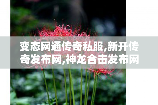 变态网通传奇私服,新开传奇发布网,神龙合击发布网，游戏攻略、更新动态与玩家交流的权威平台