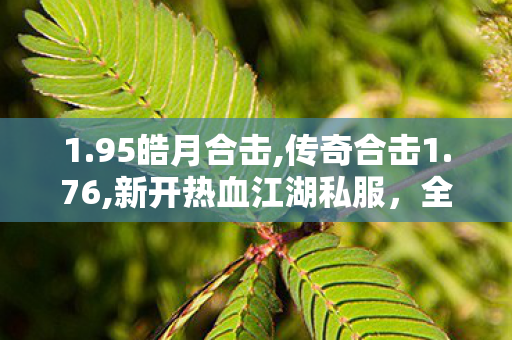 1.95皓月合击,传奇合击1.76,新开热血江湖私服，全面解析与详细介绍