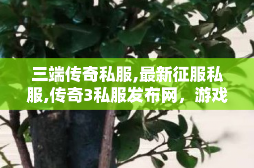 三端传奇私服,最新征服私服,传奇3私服发布网，游戏体验的全新选择