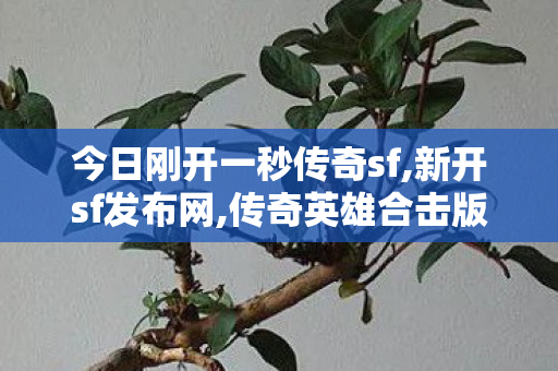 今日刚开一秒传奇sf,新开sf发布网,传奇英雄合击版，经典重现，英雄合击新篇章