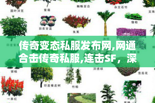 传奇变态私服发布网,网通合击传奇私服,连击SF，深度解析与全面指南