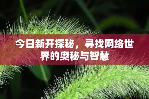 今日新开探秘，寻找网络世界的奥秘与智慧