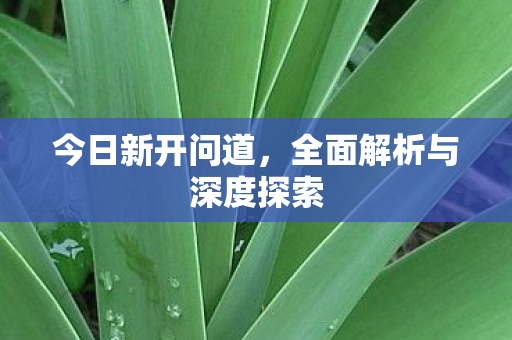 今日新开问道，全面解析与深度探索